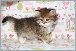 Female Siberian Kitten from Deedlebug Siberians